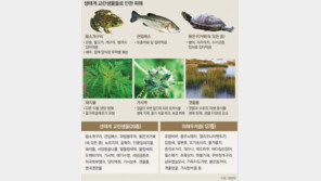 식인어종 피라냐-황소개구리 버젓이 판매