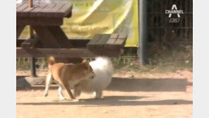 여수서 목줄 풀린 개에 고교생 물려…반려견 사고 5년간 4배 증가