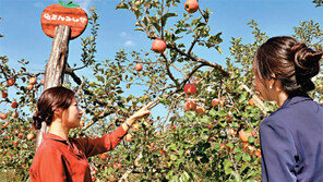 국내 첫 ‘부사 사과’ 농원 열매 풍성