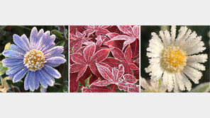 가을꽃 시샘하듯… 대관령에 내린 서리