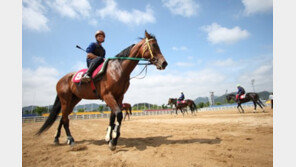 ‘천고마비’의 계절, 경주마도 가을에 살찔까?