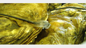 더 통통하고 맛있는 ‘씨 없는 굴’ 먹어볼까