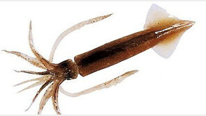 ‘金징어’된 오징어