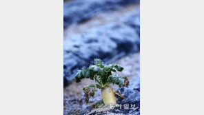 철원 -4.4℃·파주 -3.1℃·서울 2.7℃…올가을 들어 가장 추워, 내일도?