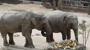 “동물원 코끼리, 쓰러지면 일으킬 장비 국내에 無”