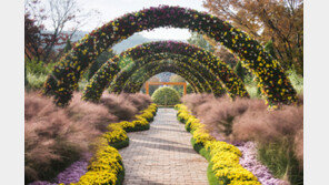 에버랜드, ‘천송이 국화화원’ 개최