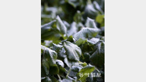 10월의 마지막날 ‘서울에 첫 서리’…“낮부터 평년기온 회복, 일교차 커”