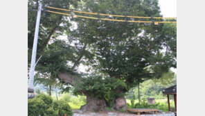 영동군, 350년 된 ‘독립군 나무’ 느티나무 재정비