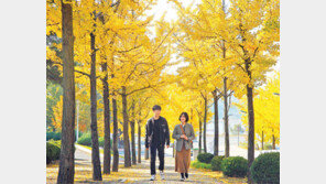 가을동화 같은 ‘은행나무 산책길’