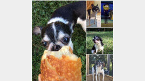 “우리 개는 인육 먹고 살았다” 주인 충격 고백 …무슨 사연?