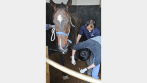 경주마 수명 연장의 꿈…줄기세포 치료 길 열려