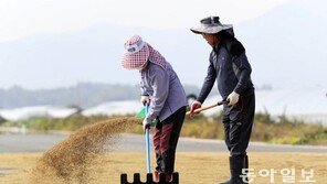 가을 햇살에 벼 말리기