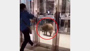 100kg 멧돼지 1마리 택시와 충돌…도심서 마주쳤을 때 안 다치려면? (영상)