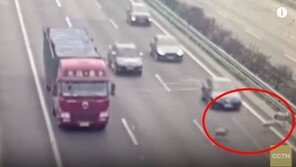 [영상]고속도로 건너는 ‘염소가족’ 살리려다 4명 사망…“허무”
