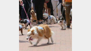 경기도, 15kg 이상 반려견과 외출시 ‘입마개 의무화’ ‘목줄 길이 2m 제한’ 추진