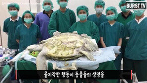[대박! 이거 봤어?] 관광객들이 던진 동전 삼킨 바다거북