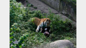 ‘호랑이밥’ 될 뻔한 女 사육사, 관람객들 기지로 목숨 건져 …어떻게?