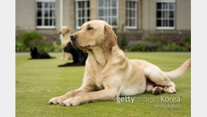 초콜릿·양파…반려견 입도 못대게 하세요