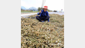 수확한 콩 털기 한창