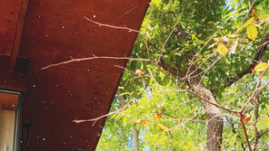 [#해시태그 컷] 가을에 내리는 ‘雪현’