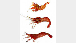 독도수호대 “‘독도새우’, 어느날 갑자기 뜨기 시작…어선, 울릉도에 2척”