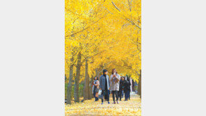 노랗게 물든 은행나무길