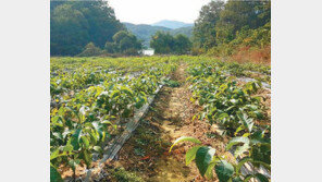 [화제의 분양현장]횡성에 호두나무농장 용지 분양