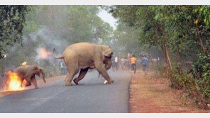 “지옥은 여기”…인간의 욕심으로 불 타는 코끼리