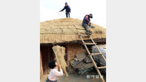 낙안읍성 초가지붕 이엉 교체