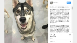 입마개 안 한 개주인 폭행 40대 女 자수, “개에 트라우마…집 돌아가 후회”
