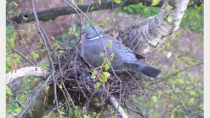 [대박! 이거 봤어?] 주변에서 새끼 비둘기를 볼 수 없는 이유