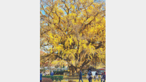 황금색 자태 드러낸 은행나무