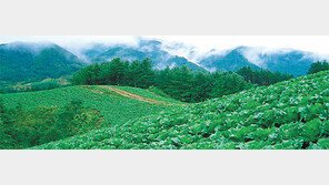 [Food&Dning3.0]고민되는 김장철, 평창 고랭지서 ‘답’을 찾다