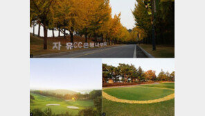 은행나무 길 ‘황금빛 초대’…절로 황홀해지는 자유CC