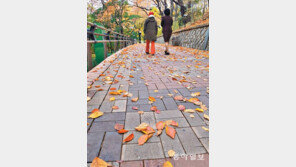 낙엽 밟으며 늦가을 산책