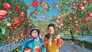 탐스러운 청도 사과