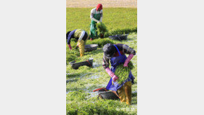 미나리 수확 구슬땀