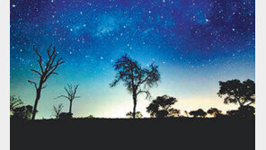 [여행, 나를 찾아서]아프리카 대자연 속 ‘3대 보물’을 찾아서