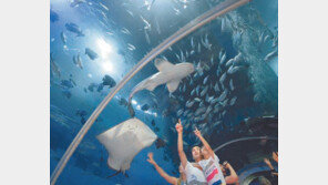 [여행, 나를 찾아서]3만5000t급 최신 페리 타고 신년맞이 중국여행 떠나볼까