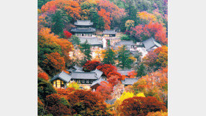 [2017 제3회 트래블아이 어워즈]유네스코 세계유산 품은 1500년 前백제의 수도