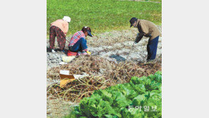 고구마 수확 분주