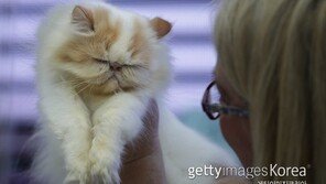 배불뚝이 고양이, 기생충 감염 탓?