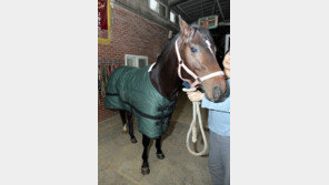 말도 馬세요…요즘 롱패딩이 유행이라죠?