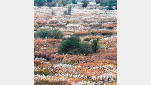 늦가을 영산강 은빛 갈대 장관