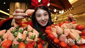 “흰색의 만년설 딸기, 당도는 더 높아요”