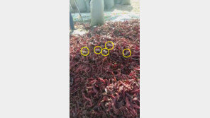 [영상]대륙의 건고추 위생 수준? 수북한 고추 더미에 쥐떼 ‘득시글’