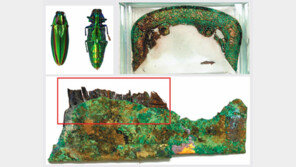 [단독]신라 말다래서 ‘비단벌레 날개’ 장식 첫 발견
