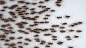 공항 검색대서 걸린 수상한 가방, 열어보니 ‘바퀴벌레’ 한가득…무슨 일?