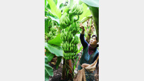 감귤 대신 친환경 바나나… 제주,고수익 열대작물 바람 부네