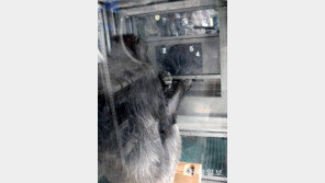 日 침팬지, 숫자 기억서 인간에 완승